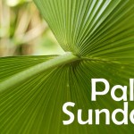 palm_5650c
