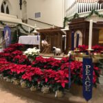 poinsettias